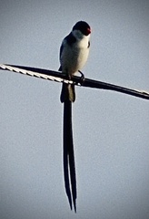 Vidua macroura