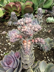 Echeveria gibbiflora × potosina