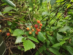 Rubus coreanus