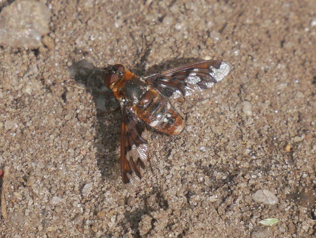 Exoprosopa capucina