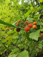 Rubus coreanus
