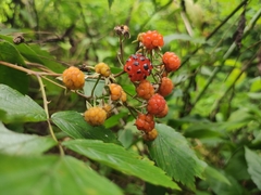 Rubus coreanus