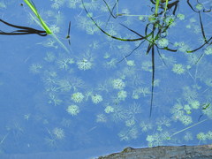 Ranunculus gmelinii