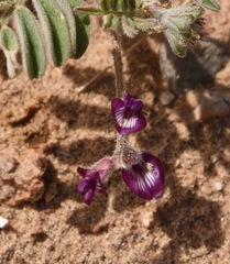 Astragalus sabulonum