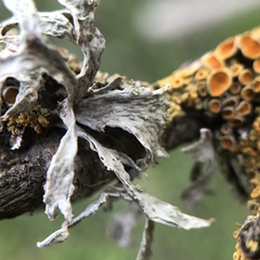 Ramalina puberulenta