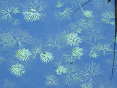 Ranunculus gmelinii