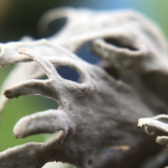 Ramalina puberulenta