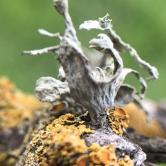 Ramalina puberulenta