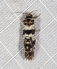 Ardiosteres moretonella