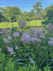 Filipendula rubra