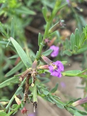Lythrum californicum