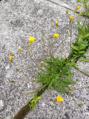 Scorzoneroides autumnalis