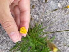 Scorzoneroides autumnalis