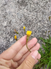 Scorzoneroides autumnalis
