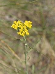 Achillea micrantha