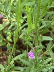 Lythrum californicum