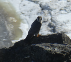 Falco peregrinus anatum