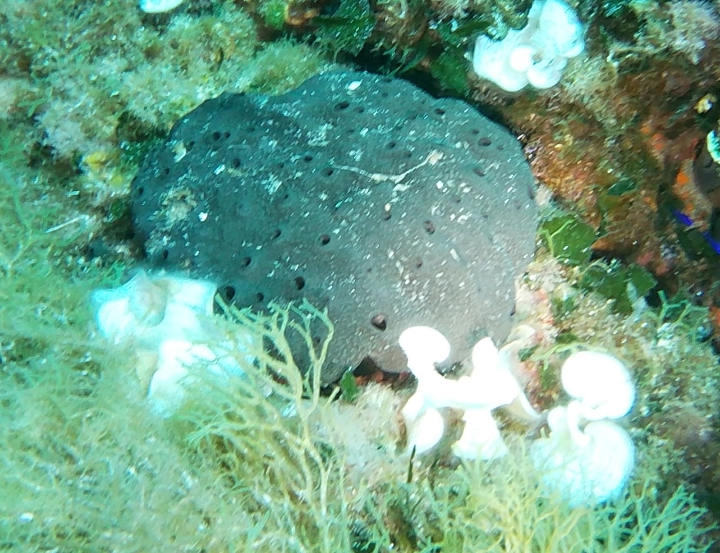 bath sponge
