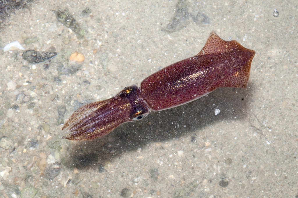 Uroteuthis