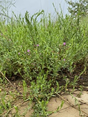 Lythrum californicum