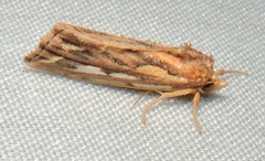 Meyrickella torquesauria