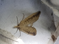 Schoenobius gigantella