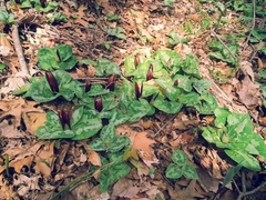 Trillium decumbens