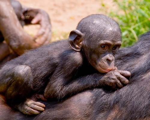 Bonobo, photo 8 of 9