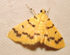 Dichocrocis clytusalis