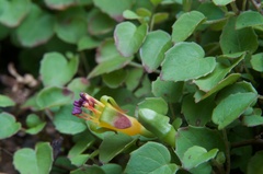 Fuchsia procumbens