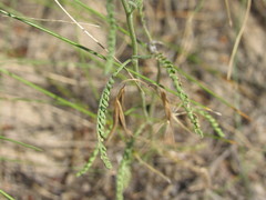 Achillea micrantha
