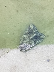 Apterogenum ypsillon