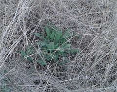 Astragalus dasyanthus