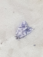 Apterogenum ypsillon