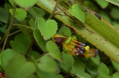 Fuchsia procumbens