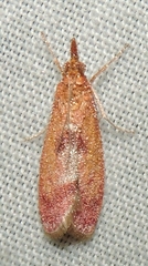 Syntonarcha vulnerata