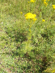 Jacobaea adonidifolia