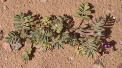 Astragalus sabulonum