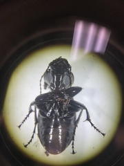 Cyclotrachelus torvus