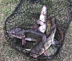 Ameiurus catus