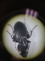 Cyclotrachelus torvus