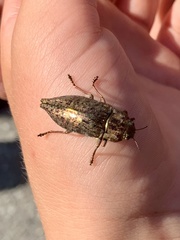 Dicerca berolinensis