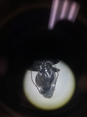 Cyclotrachelus torvus