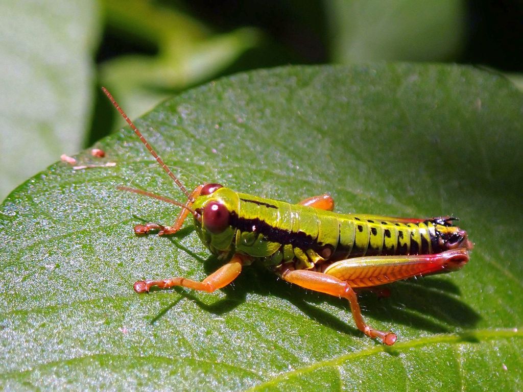 Foothill Mountain Grasshopper