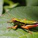 Micropodisma salamandra - Photo (c) olrett, algunos derechos reservados (CC BY-SA), subido por olrett