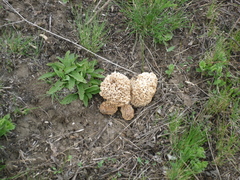 Morchella steppicola