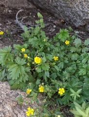 Potentilla rimicola