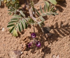 Astragalus sabulonum
