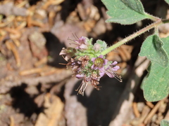 Phacelia hydrophylloides