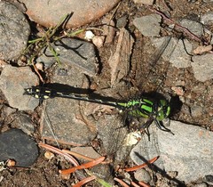 Ophiogomphus anomalus